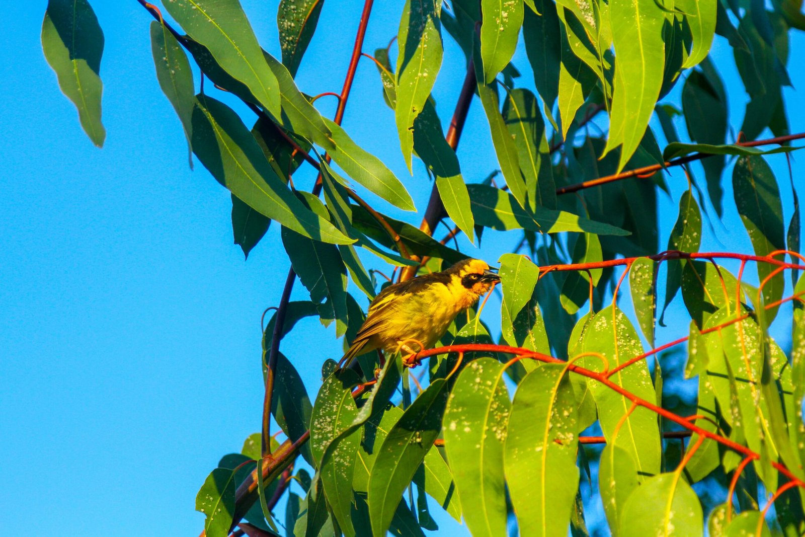 a small yellow bird perched on a tree branch